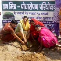 Tree Plantation